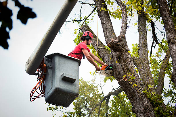 Best Fruit Tree Pruning  in Malvern, OH